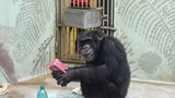 Pro opice chystají v zoo Brno Vánoce: Šimpanzi si rozbalí dárečky pod stromečkem