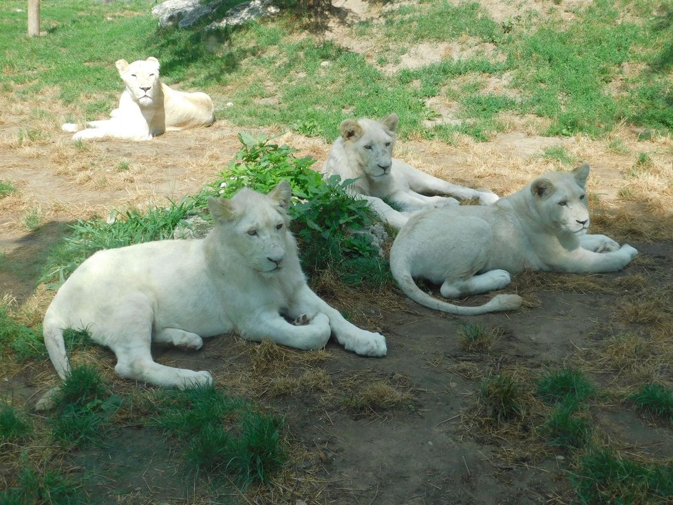Smetanově zbarvená mláďata lvů afrických příliv byla tahákem pro návštěvníky.