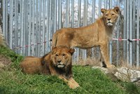 Rarita v Hodoníně: Zoo získala pár berberských lvů, v přírodě už nežijí