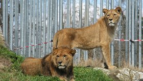 Rarita v Hodoníně: Zoo získala pár berberských lvů, v přírodě už nežijí 