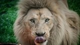 Konec bílých lvů v Hodoníně! Nahradí je "berbeři", v přírodě vyhynulý druh 