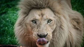 Samec lva jihoafrického se stěhuje z Hodonína do Bratislavy, byl posledním svého druhu na jižní Moravě. Partnerka mu zemřela a děti byly umístěny do jiných zoo v Evropě.