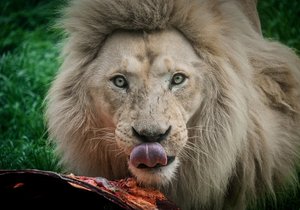 Samec lva jihoafrického se stěhuje z Hodonína do Bratislavy, byl posledním svého druhu na jižní Moravě. Partnerka mu zemřela a děti byly umístěny do jiných zoo v Evropě.