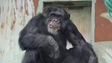 Uhynul šimpanz Ob (†43), pojmenovaný po komunistickém ministrovi: Zoo Hodonín smutní 