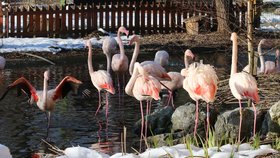 Zoo Hodonín sice nepatří mezi největší v České repuplice, dokáže ale zaujmout pestrou škálou živočichů.