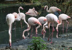 Zoo Hodonín plánuje zásadní proměnu. Ptáci by změnu poznat neměli.