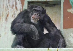 Veterináři museli utratit nejstaršího šimpanzího samce z hodonínské zoologické zahrady. Bylo mu 43 let.