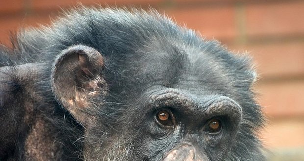 Veterináři museli utratit nejstaršího šimpanzího samce z hodonínské zoologické zahrady. Bylo mu 43 let.