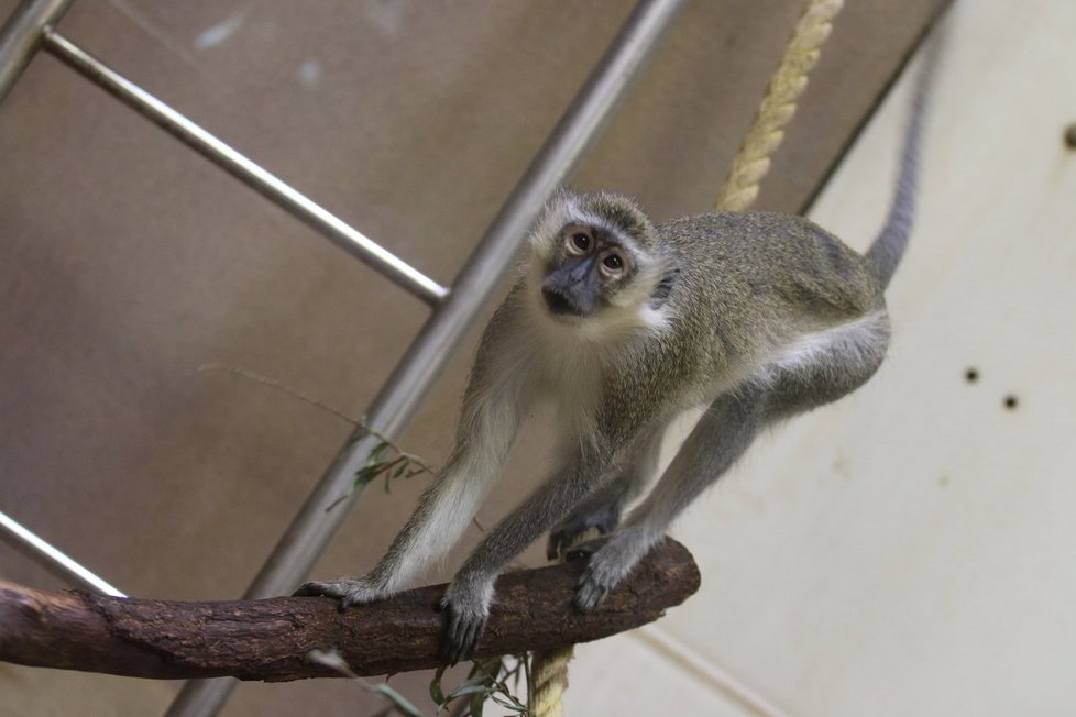 Zoo Hodonín sice nepatří mezi největší v České repuplice, dokáže ale zaujmout pestrou škálou živočichů.