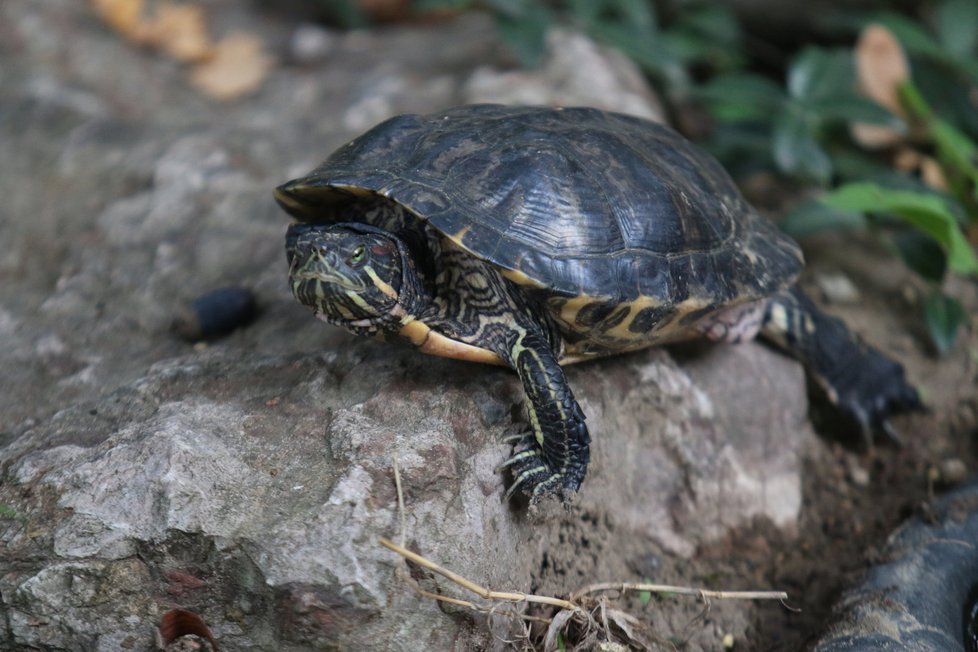 Zoo Hodonín sice nepatří mezi největší v České repuplice, dokáže ale zaujmout pestrou škálou živočichů.