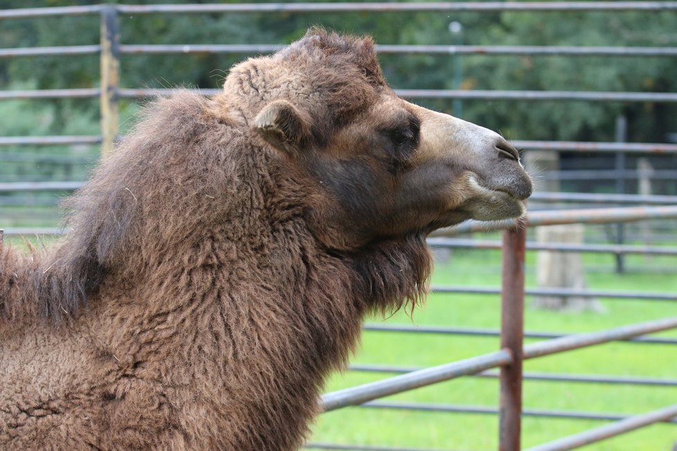 Zoo Hodonín sice nepatří mezi největší v České repuplice, dokáže ale zaujmout pestrou škálou živočichů.