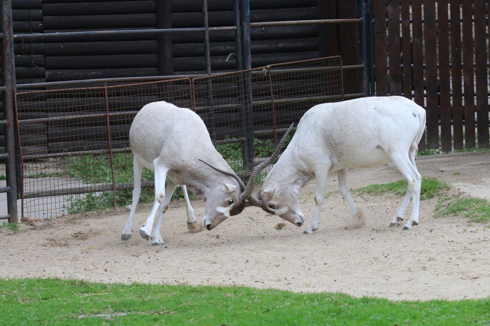 Zoo Hodonín sice nepatří mezi největší v České repuplice, dokáže ale zaujmout pestrou škálou živočichů.