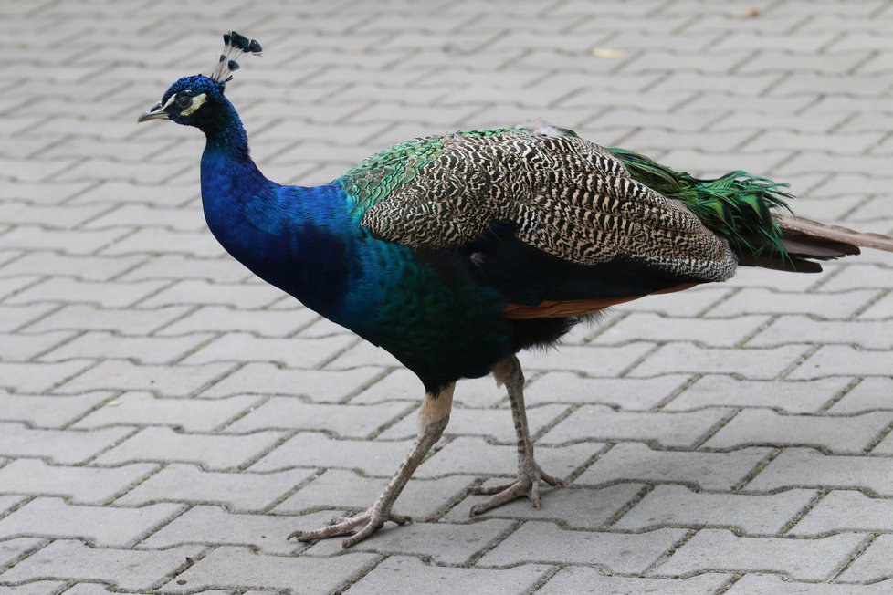 Zoo Hodonín sice nepatří mezi největší v České repuplice, dokáže ale zaujmout pestrou škálou živočichů.