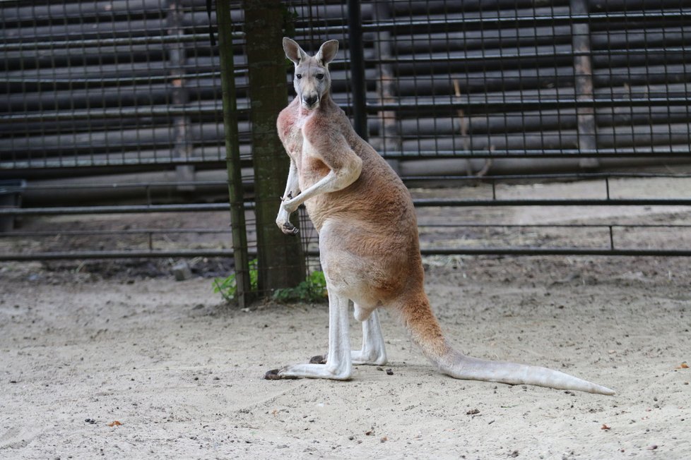 Zoo Hodonín sice nepatří mezi největší v České repuplice, dokáže ale zaujmout pestrou škálou živočichů.