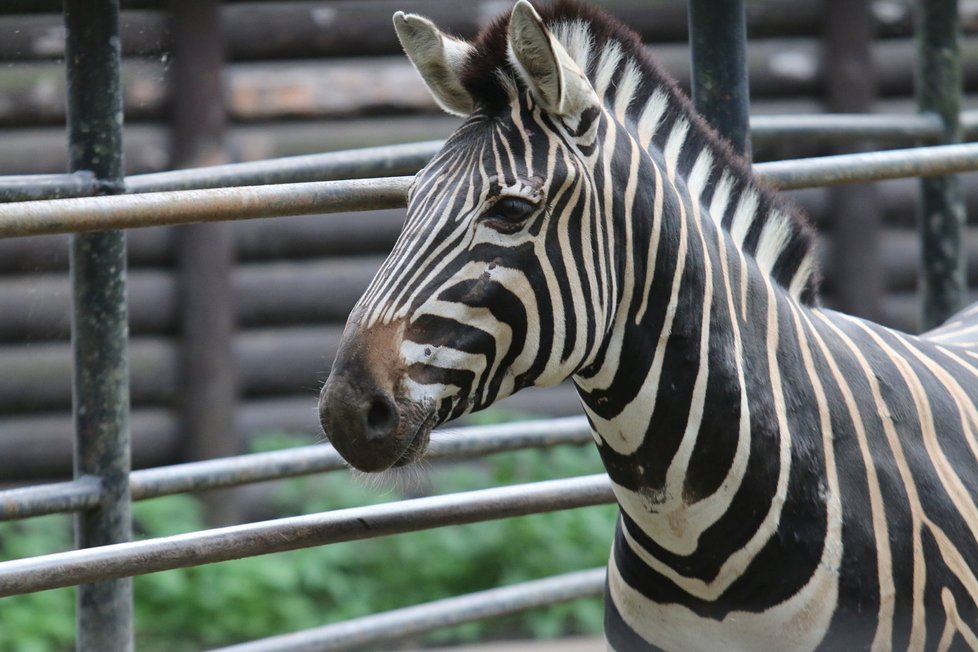 Zoo Hodonín plánuje zásadní proměnu. Zebry by se mohly těšit na nové podmínky bydlení.