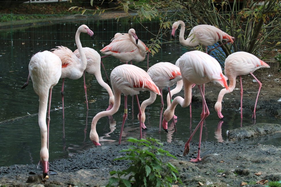 Zoo Hodonín plánuje zásadní proměnu. Ptáci by změnu poznat neměli.
