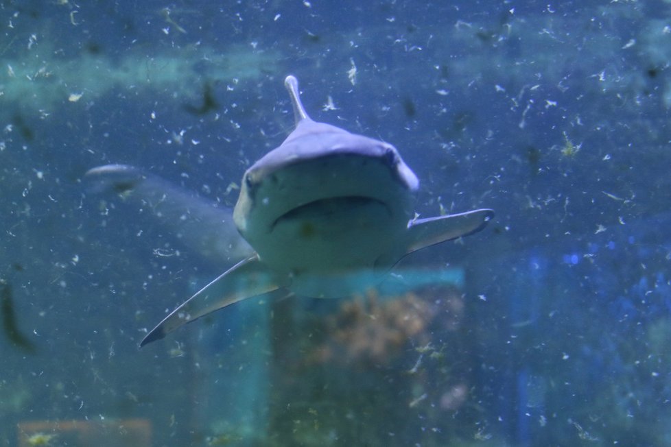 Zoo Hodonín plánuje zásadní proměnu. Stěhovat se nemají obyvatelé akvárií, například žraloci, kteří v zoo Hodonín lákají návštěvníky už řadu let.
