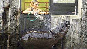 K útoku hrošíka došlo údajně u přístřešku s dvířky, z nichž ošetřovatelé hrošíky sprchují. Zřejmě nebyla zavřená.