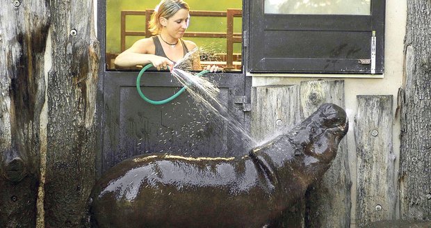 K útoku hrošíka došlo údajně u přístřešku s dvířky, z nichž ošetřovatelé hrošíky sprchují. Zřejmě nebyla zavřená.