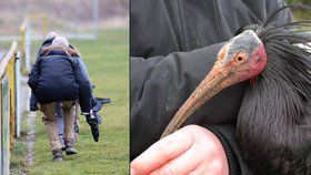 „Máme ho!“ Příběh uprchlých ibisů končí, posledního lapili v Řeporyjích