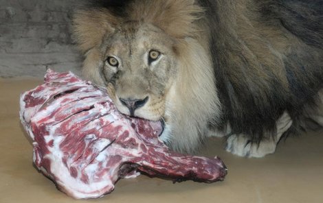 Lev 250 až 300 Kč/denně Největší pochoutkou je pro lvy hovězí maso. Milují ohlodávání kostí.