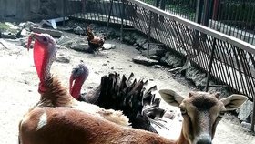 Novokachovská zoo byla zatopena: 300 zvířat zahynulo.