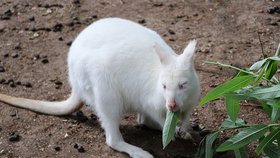 Albína klokana rudokrkého můžete vidět v plzeňské zoo.