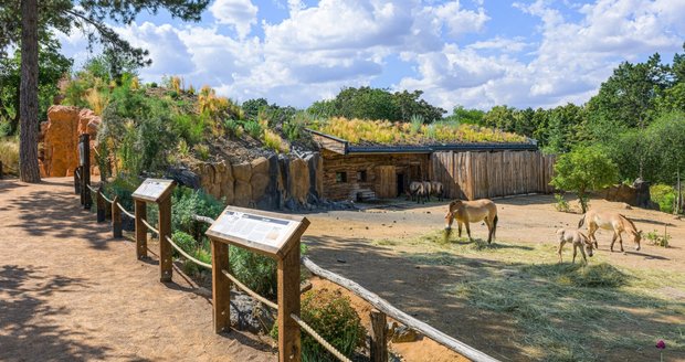 Zelená střecha nad stájemi a seníkem koní Převalského v Zoo Praha má připomínat suchou asijskou step.