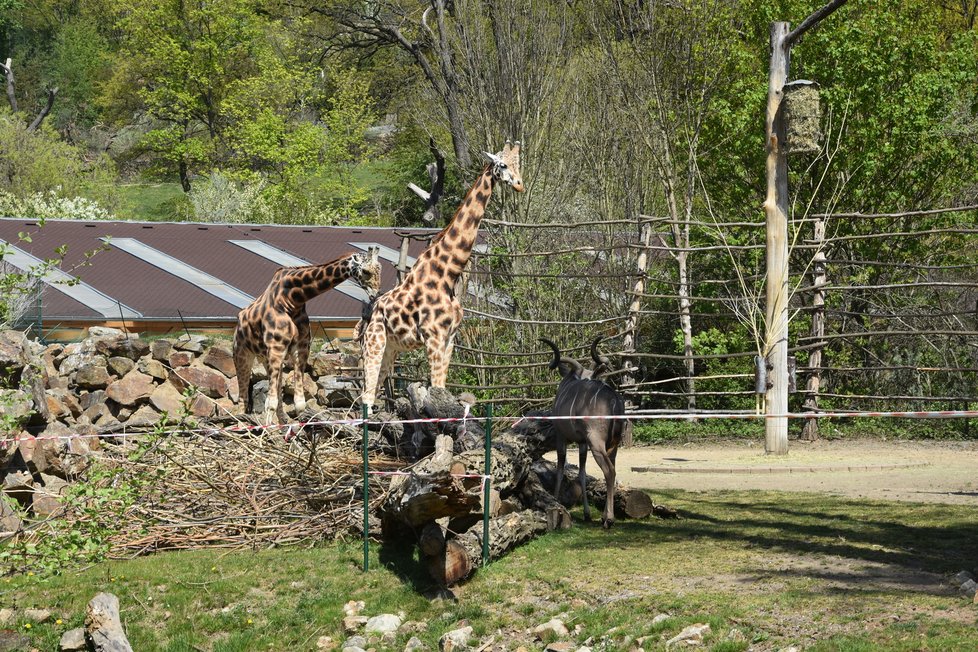 Plzeňská zoo se opět otevřela návštěvníkům. 