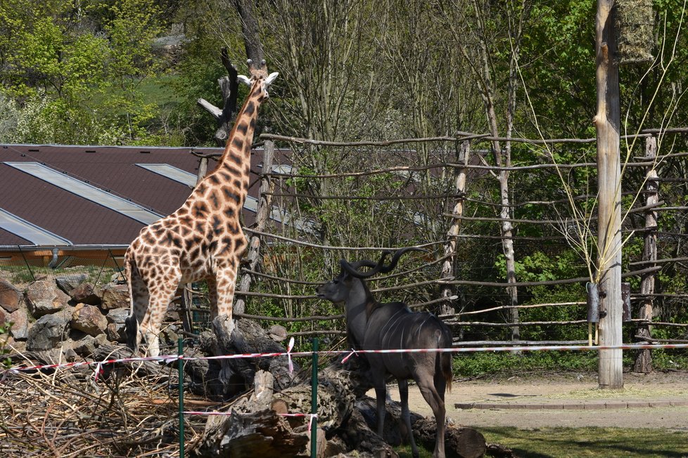 Plzeňská zoo se opět otevřela návštěvníkům. 