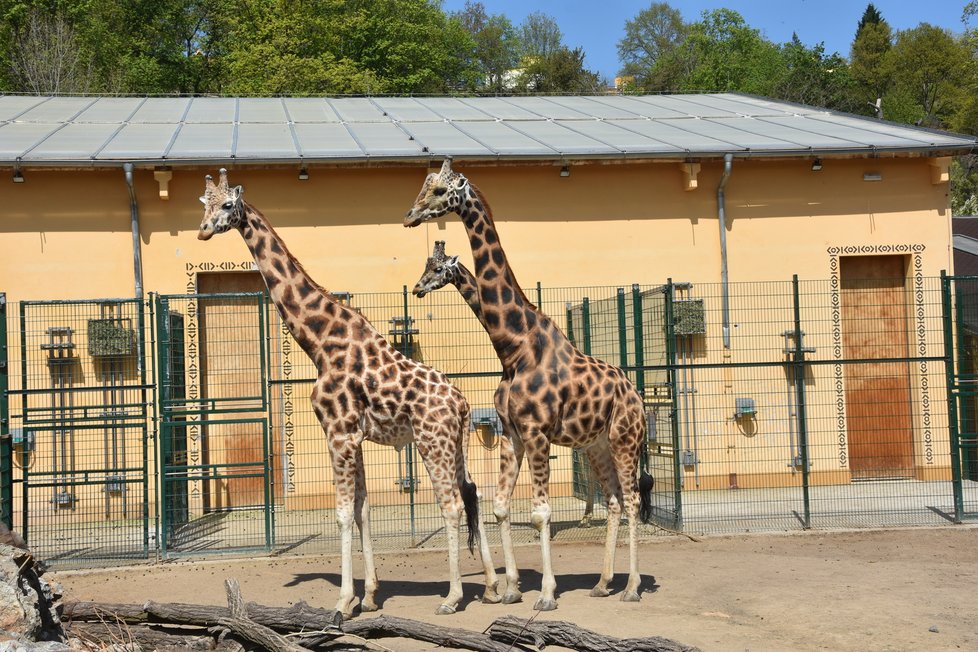 Plzeňská zoo se opět otevřela návštěvníkům.