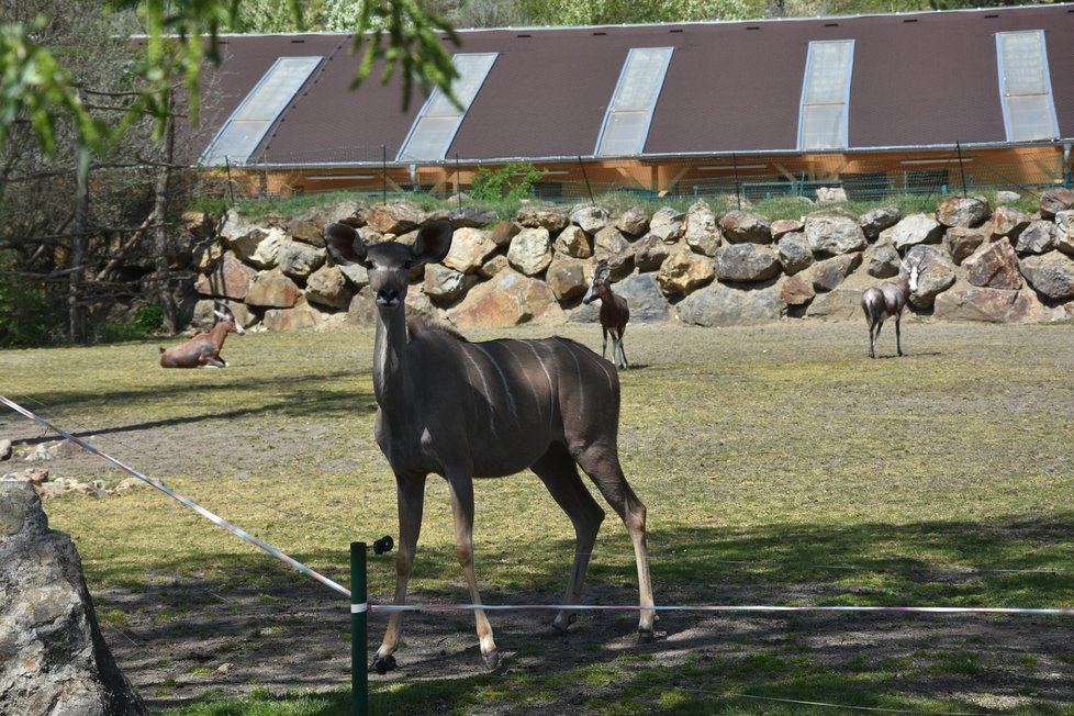 Plzeňská zoo se opět otevřela návštěvníkům. 