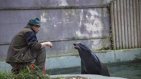 Ošetřovatelkou v zoo na vlastní kůži.