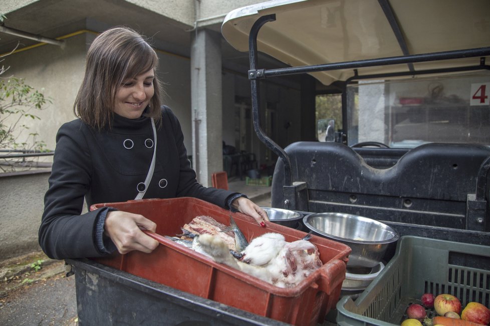 Ošetřovatelkou v zoo na vlastní kůži. Šelmy se krmí převážně masem a zeleninou.