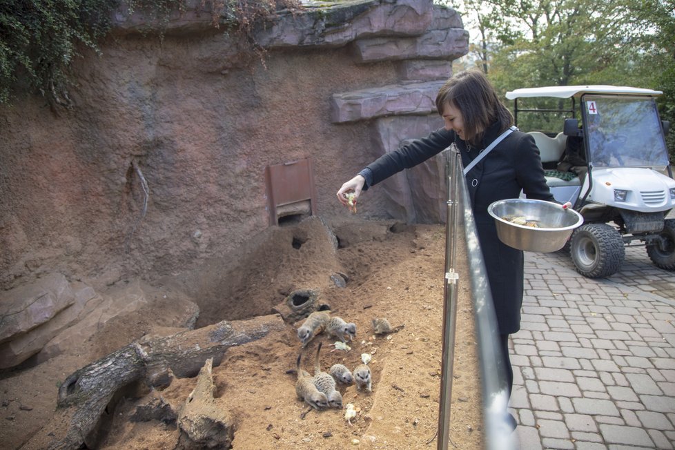 Ošetřovatelkou v zoo na vlastní kůži. Surikaty mají nejradši kuřecí.