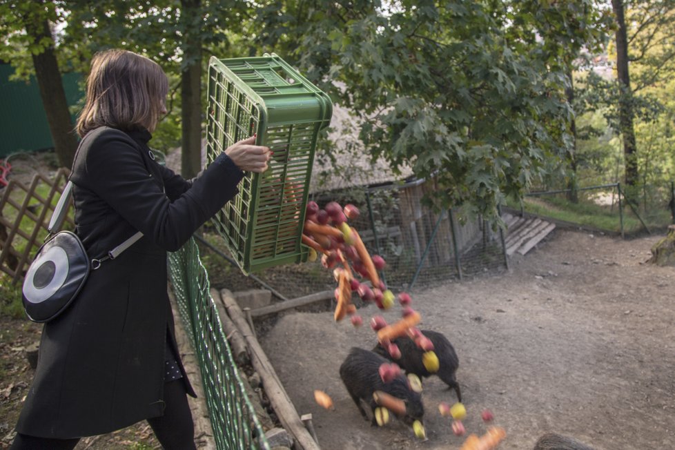 Ošetřovatelkou v zoo na vlastní kůži.