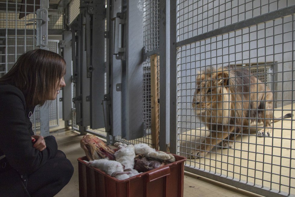 Ošetřovatelkou v zoo na vlastní kůži. Král zvířat.