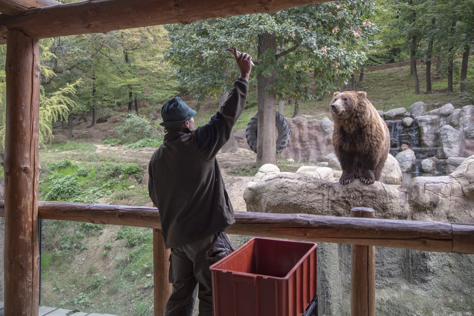 Ošetřovatelkou v zoo na vlastní kůži. Krmení trojice medvědů.