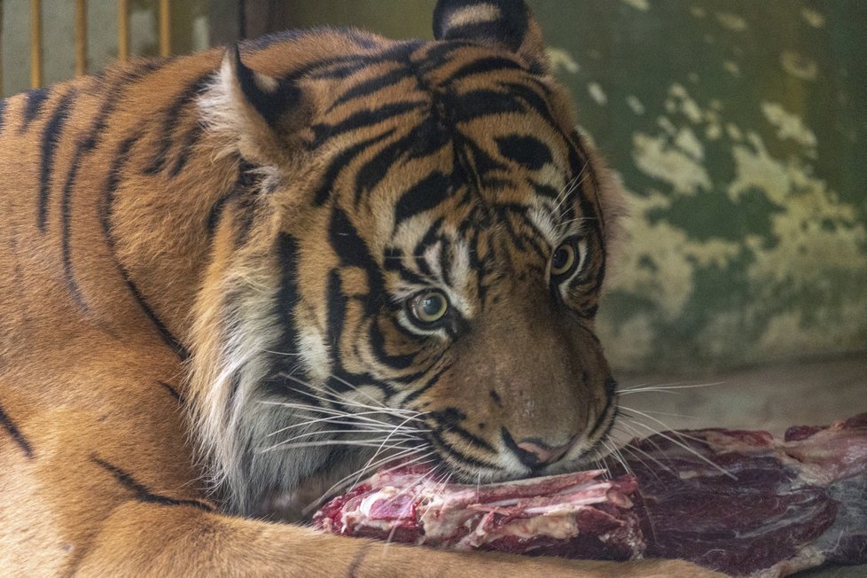 Ošetřovatelkou v zoo na vlastní kůži.