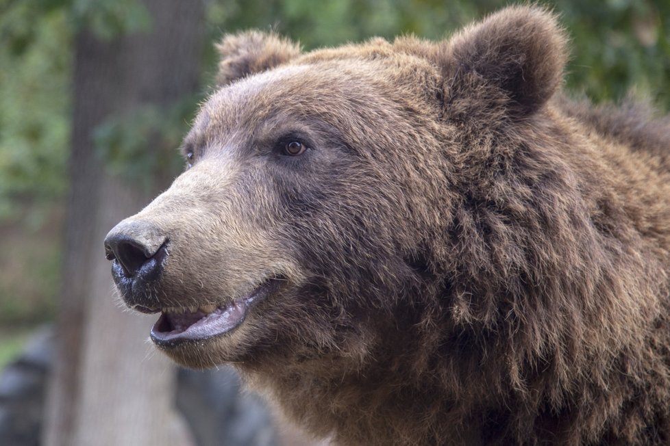 Ošetřovatelkou v zoo na vlastní kůži.