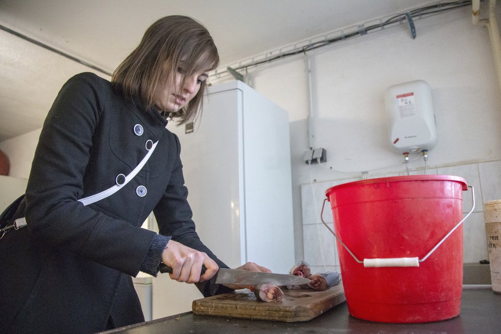 Ošetřovatelkou v zoo na vlastní kůži. Krájení ryb pro lachtana.