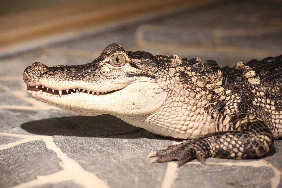 Krokodýlí zoo v Praze Holešovicích