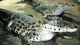 Krokodýl kubánský je zapsán v Červené knize ohrožených druhů
