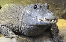 Krokodýlí seniorka se stěhovala ze Zoo Plzeň do Dvora Králové: Rvačka na uvítanou 