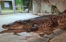 Nový obyvatel protivínské krokodýlí zoo:   Jmenuji se Golem!