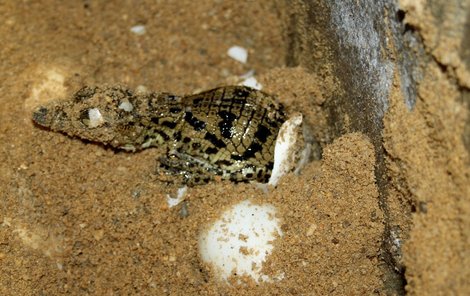 Patří mezi největší krokodýly na světě. Žije v Africe a Izraeli. V období páření napadají samci i ostatní krokodýly. Při útoku na kořist se dokáže vymrštit z vody až do výšky 2 metrů. Pohlaví mláďat závisí na teplotě, při níž se vejce inkubují. Při teplotách do 29 °Celsia se líhou samičky, nad 30 °C samci.