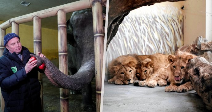 Stateční dobrovolníci se nastěhovali do Kyjevské zoo. Starají se o 4000 vyděšených zvířat!