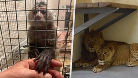 Novodobá Noemova Archa: Část zvířat z Kyjevské zZoo přesunuli do Polska