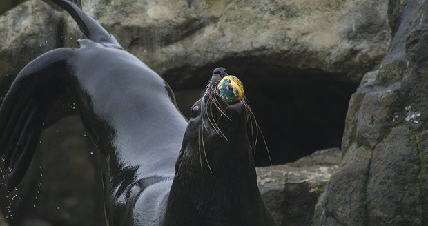 Lachtani z pražské zoo.