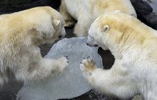 Úžasná podívaná na šelmy v pražské zoo: Sežrali medvídě a tučňáky